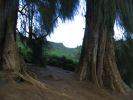 Maunawili Demonstration Trail